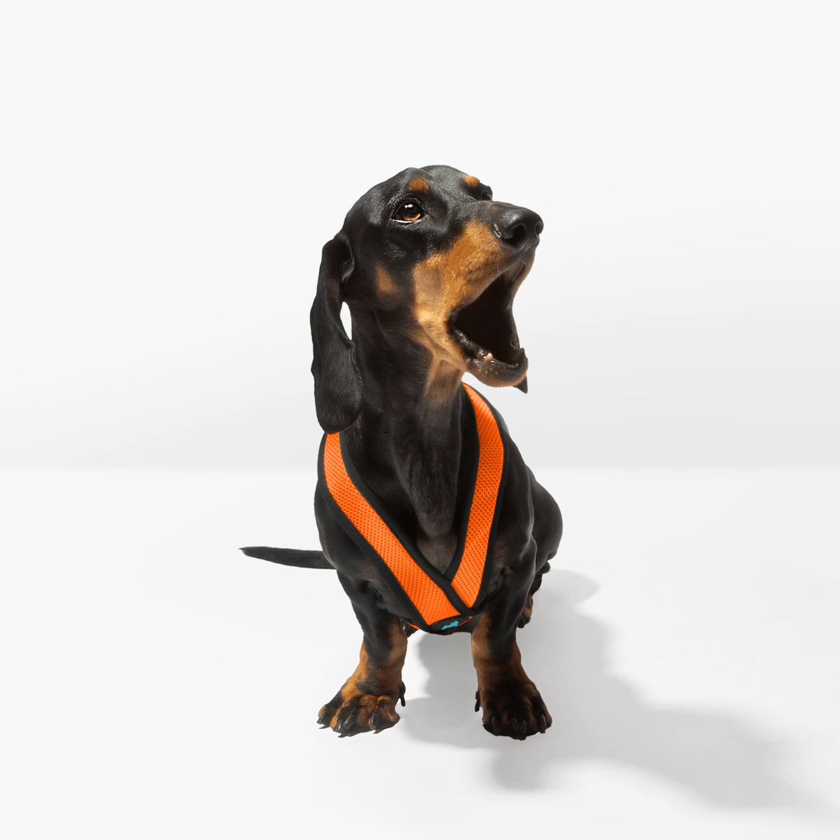 Dachshund wearing an orange Comfort X harness in a fitting test