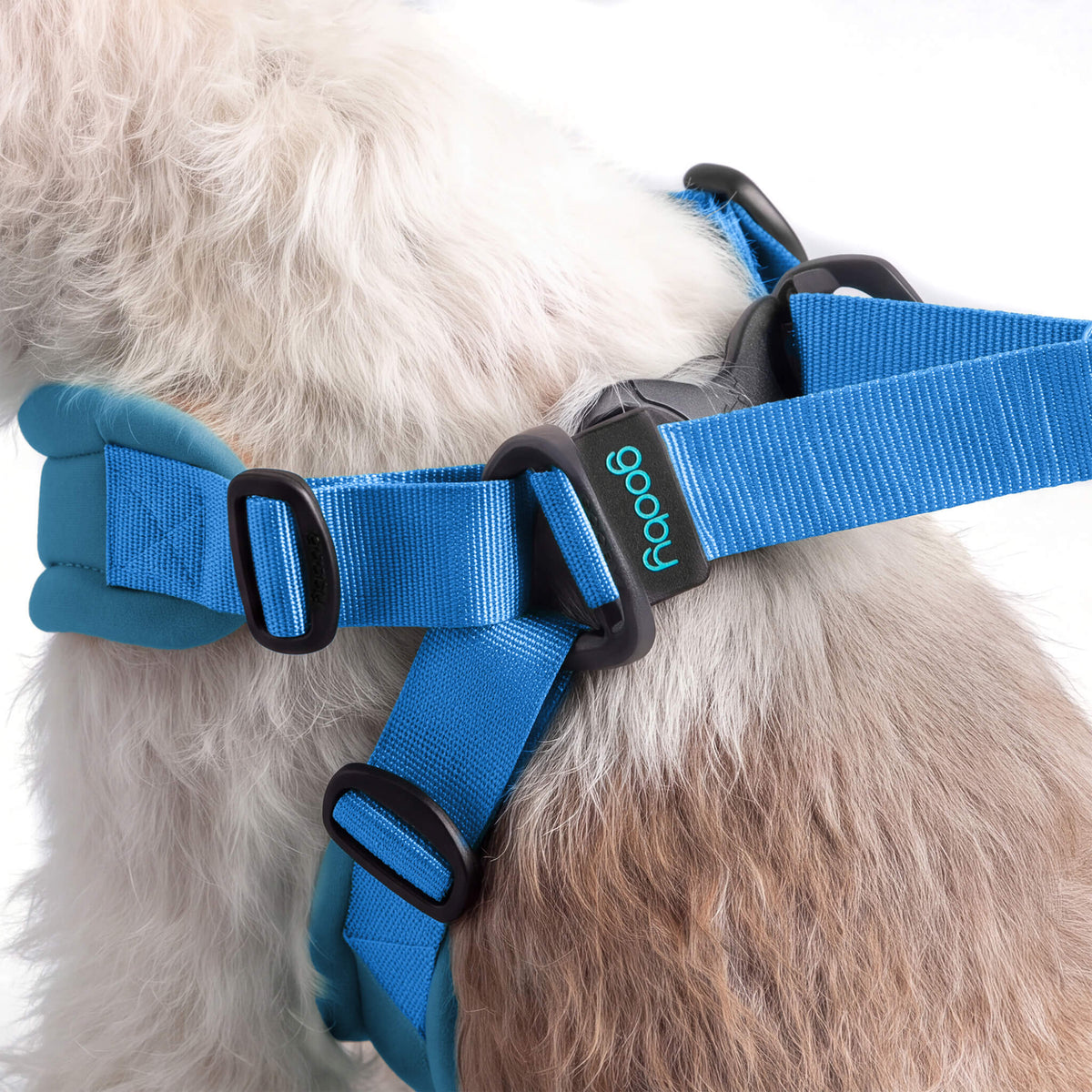 Close-up of a fluffy dog wearing a bright sky blue adjustable harness