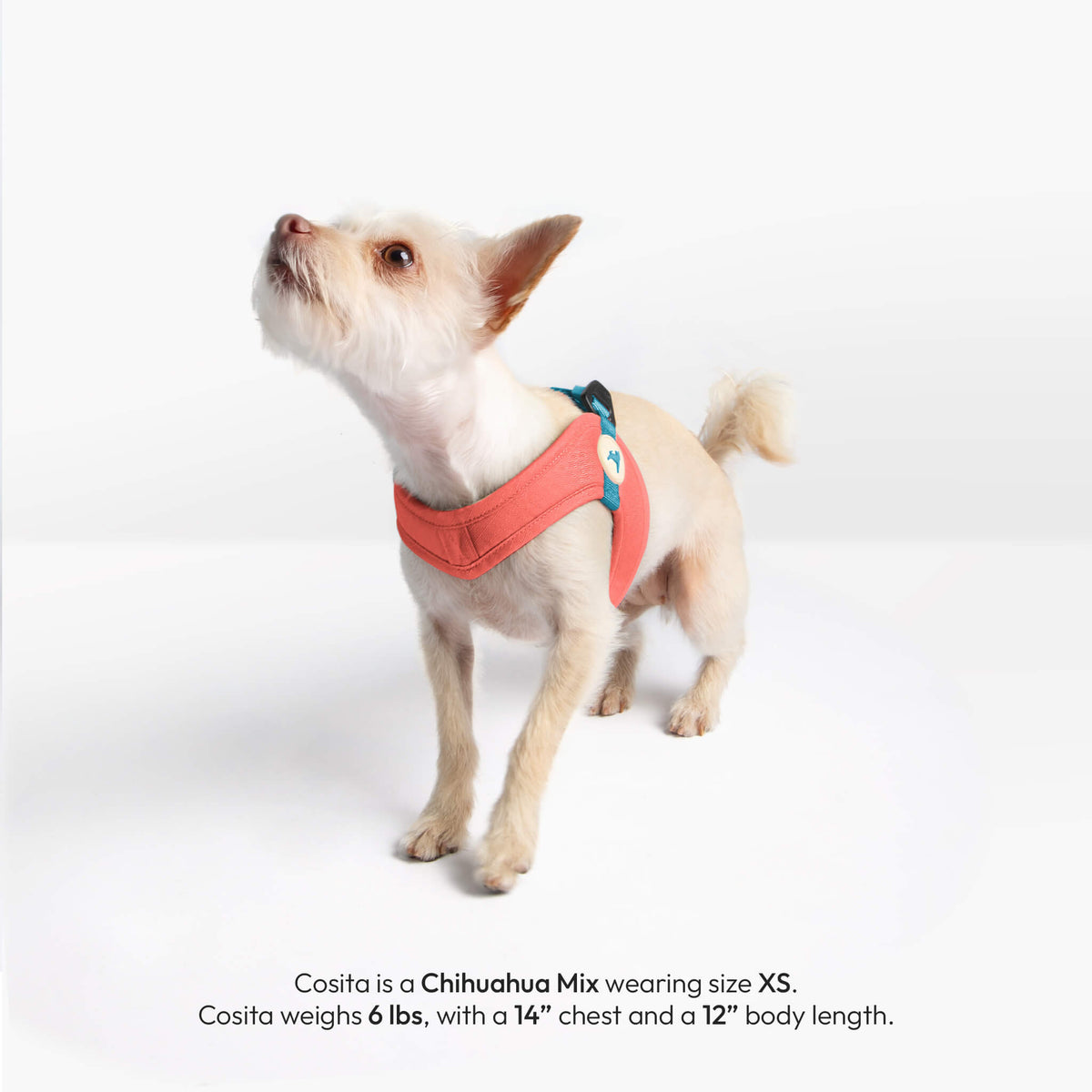 Small Chihuahua mix wearing a solid pink step-in harness