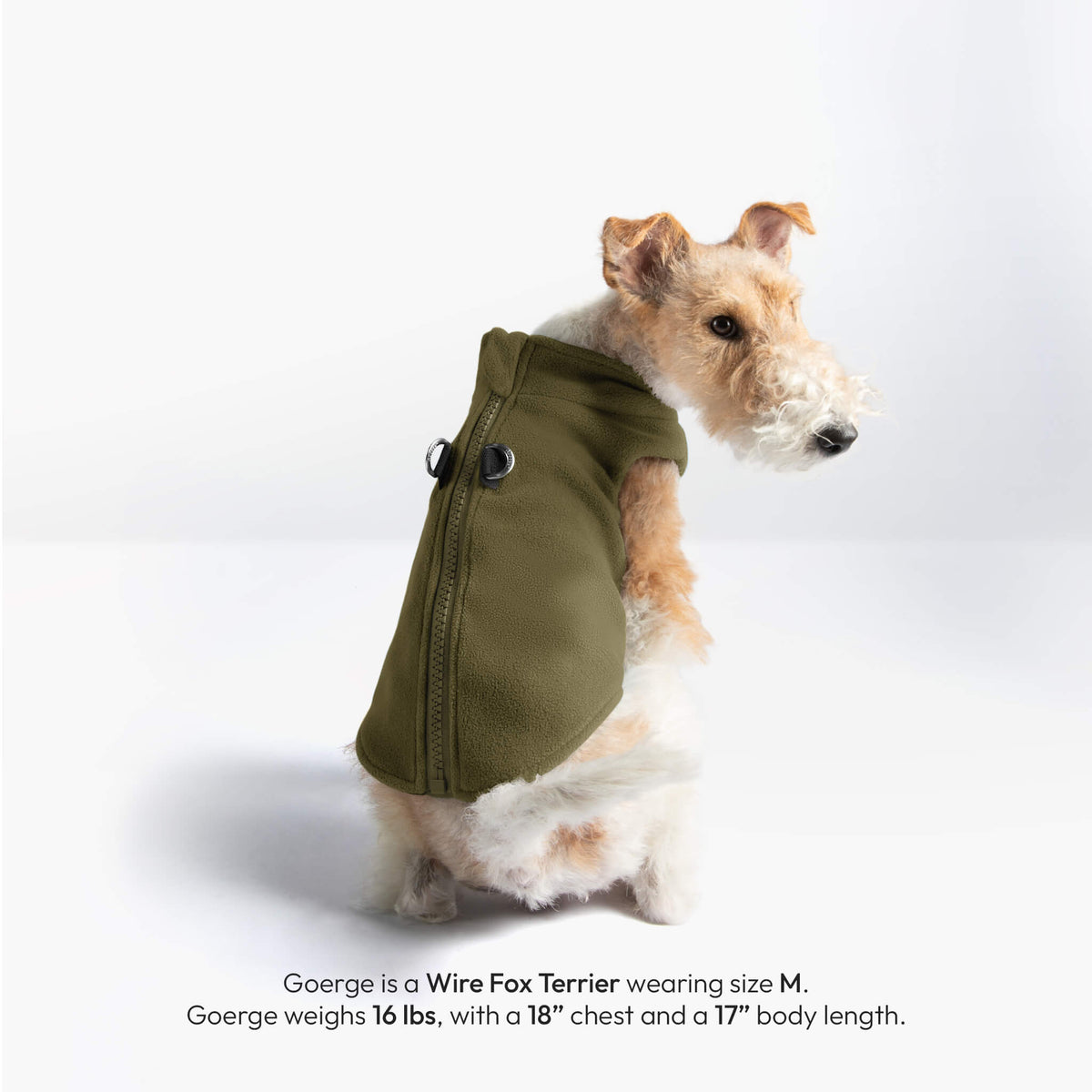Wire Fox Terrier wearing an olive zip-up fleece vest; text states size M, 16 lb, 18-inch chest, and 17-inch body length.