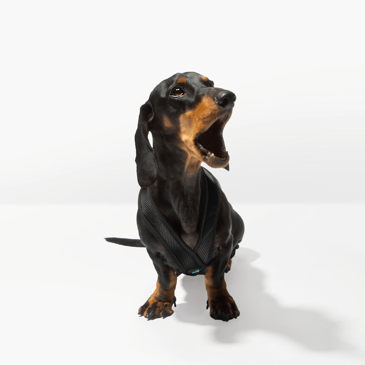 Black Comfort X harness fitted on a dachshund