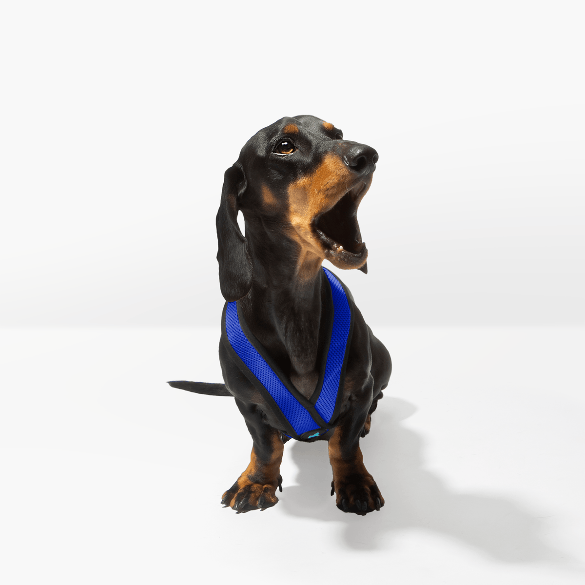 Black and tan dachshund wearing a blue Comfort X harness