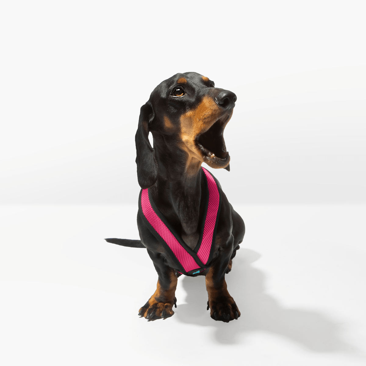 Black dachshund wearing a Flamingo Pink Comfort X harness