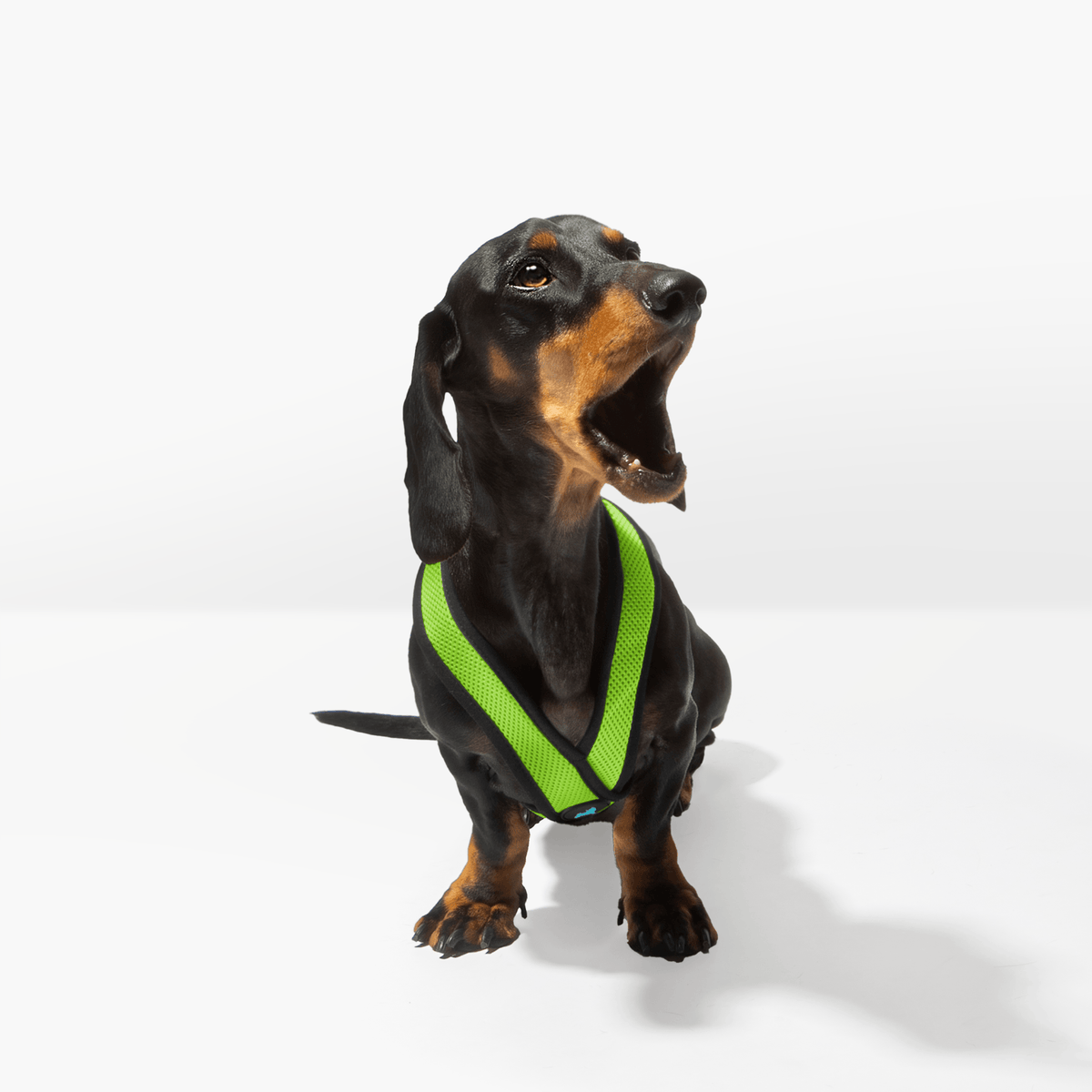 Dachshund wearing a bright green Comfort X harness