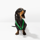 Dachshund wearing a Hunter Green Comfort X harness in a front-facing fitting photo