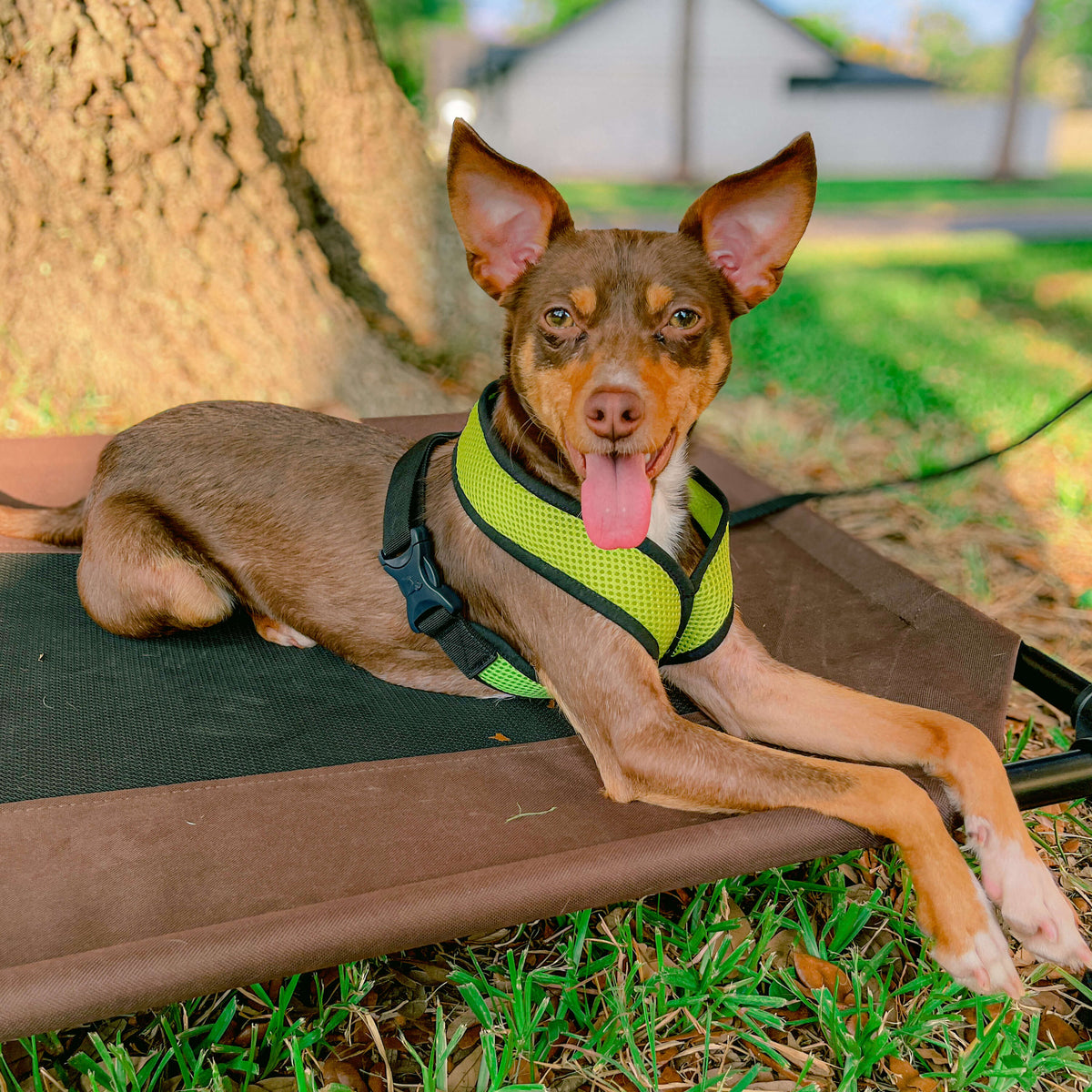 Dog wearing a bright green Comfort X harness while lying on an outdoor cot