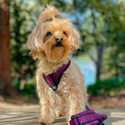 Small tan dog wearing a purple Comfort X harness outdoors