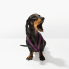 Dachshund wearing a purple Comfort X harness