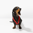 Dachshund wearing a red Comfort X harness