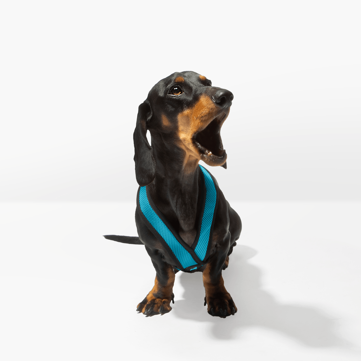 Dachshund wearing a turquoise Comfort X harness