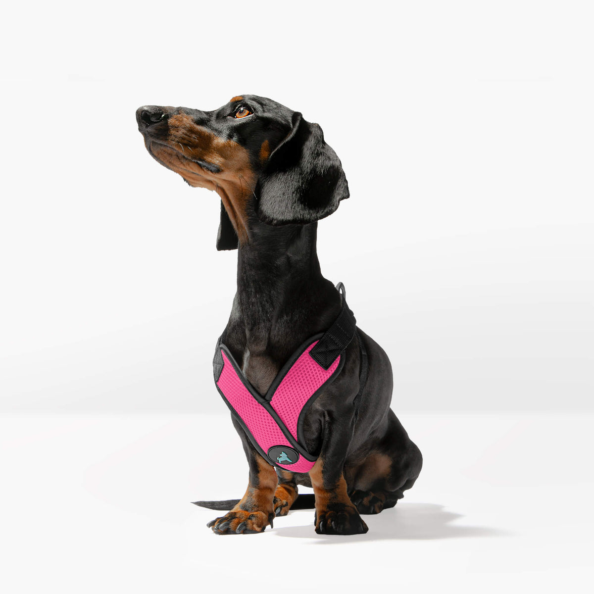 Small Dog Harnesses, Jackets & Coats | For your good boy. Gooby.