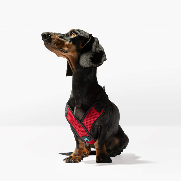 Dog wearing Comfort X Step-In Lite