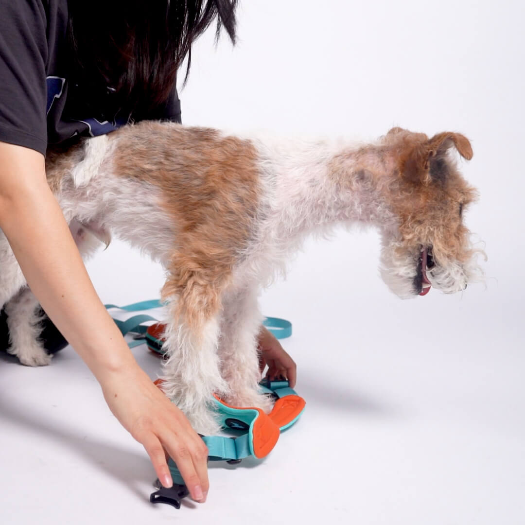 Person fitting a turquoise and orange harness on a small dog