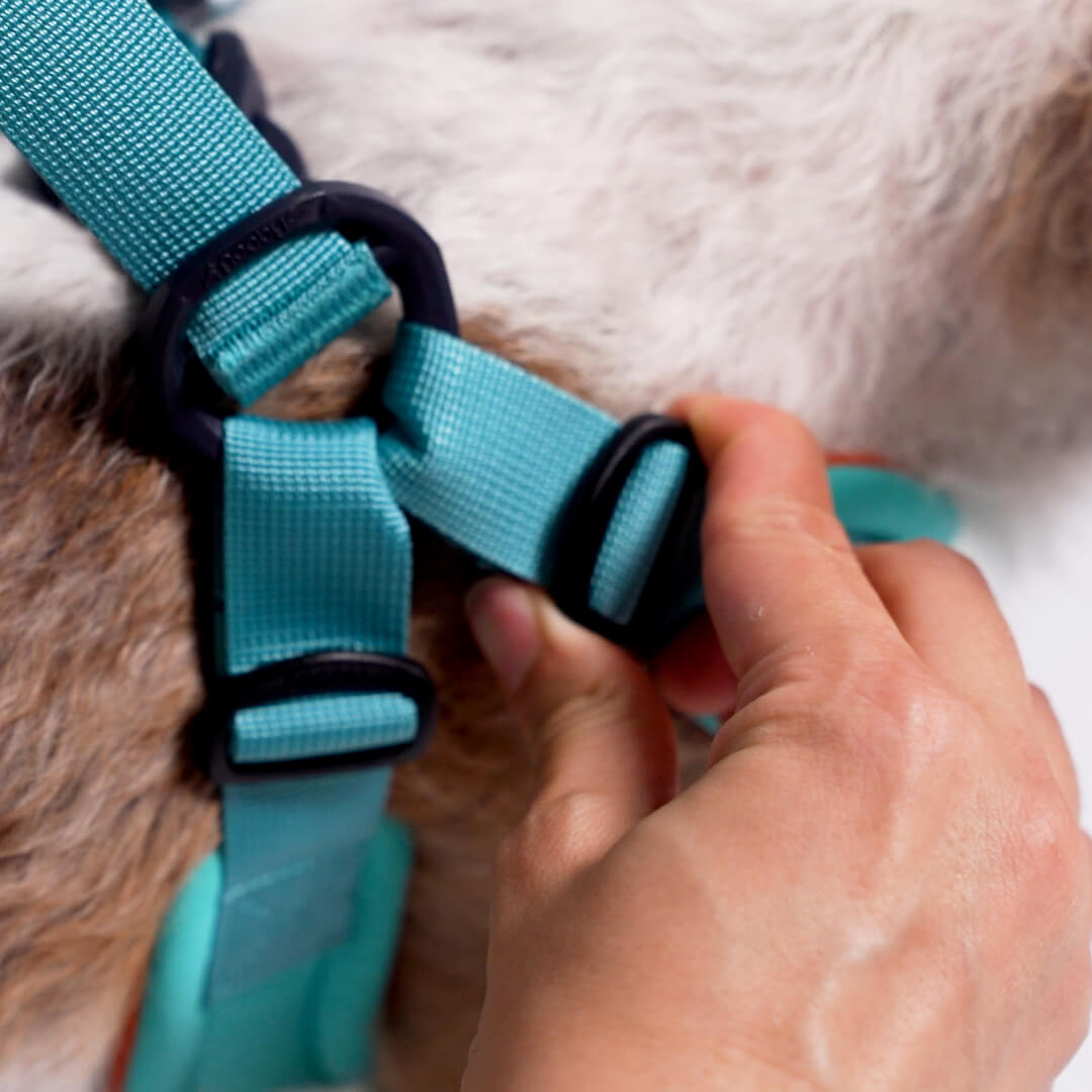 Close-up of a hand adjusting a turquoise harness buckle on a dog
