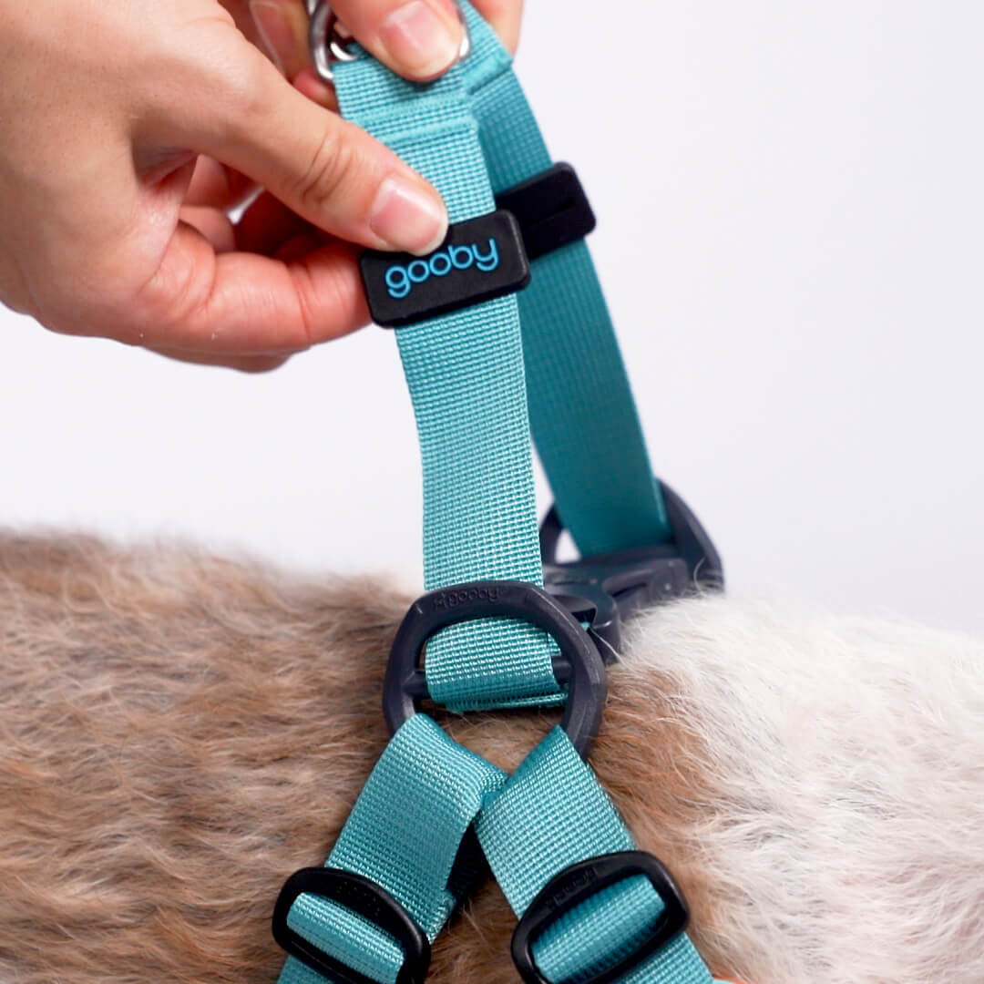 Close-up of a turquoise dog harness with black buckles and a Gooby logo being adjusted by hand