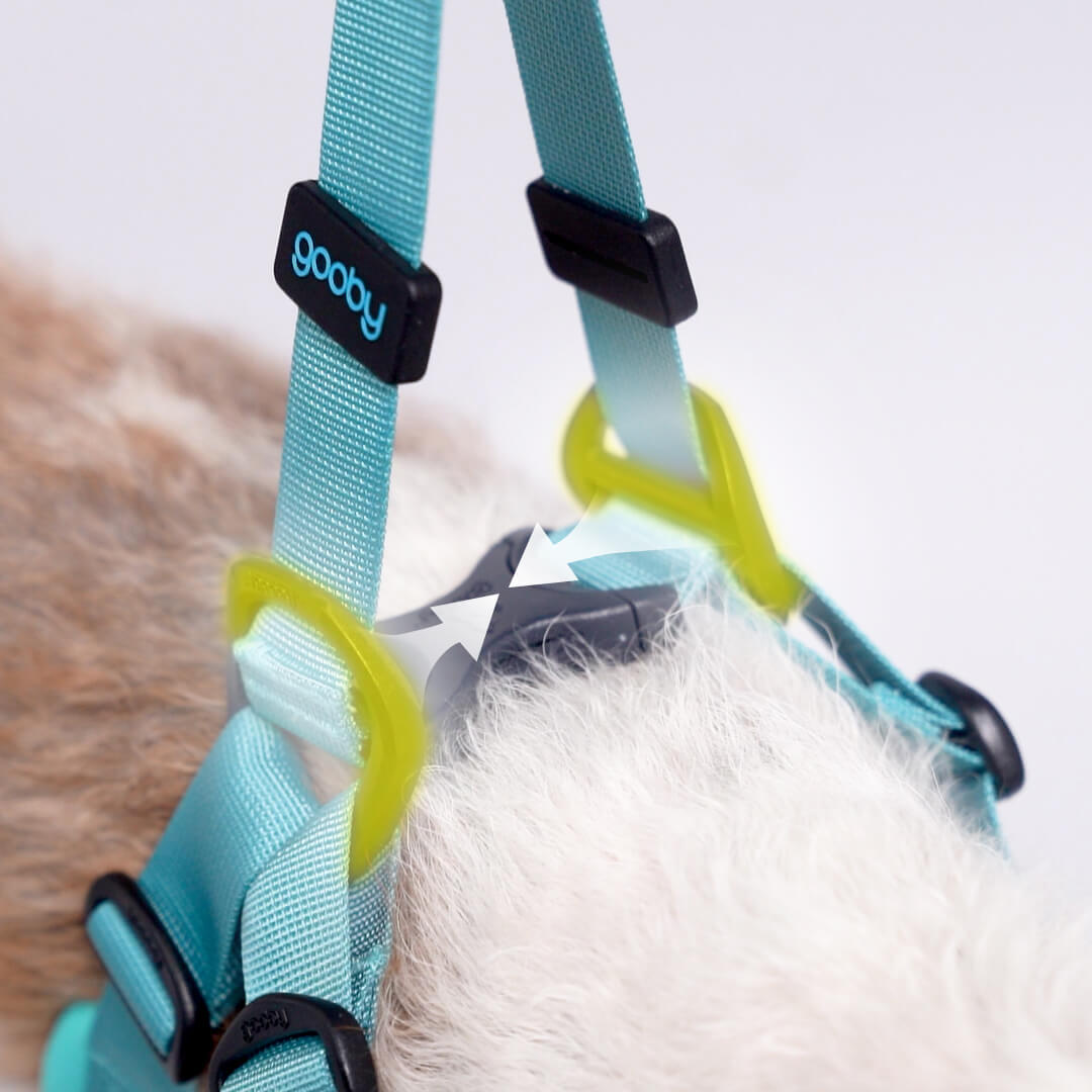 Close-up of a turquoise dog harness with lime green adjusters and black buckles on a fluffy dog