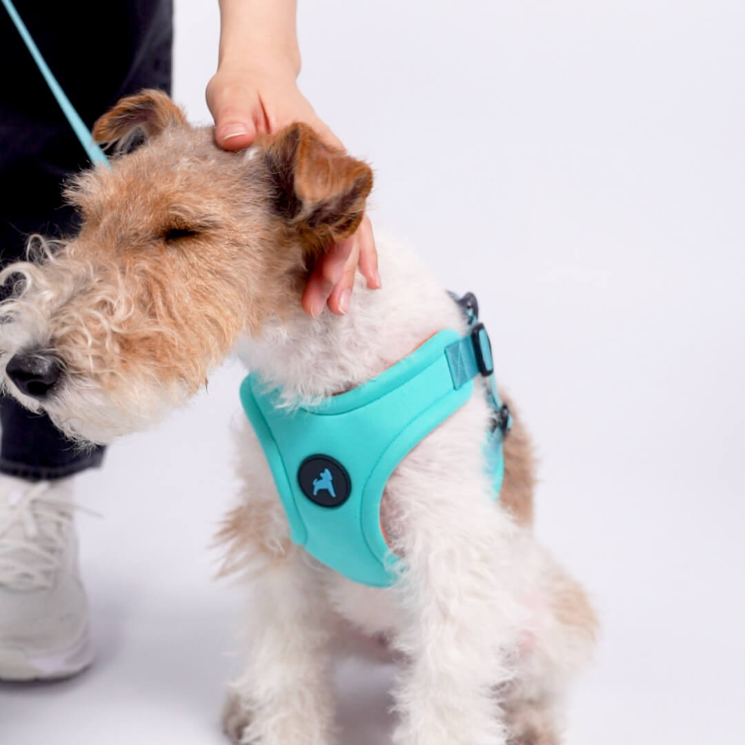 Small dog wearing a turquoise harness while a person gently holds its head