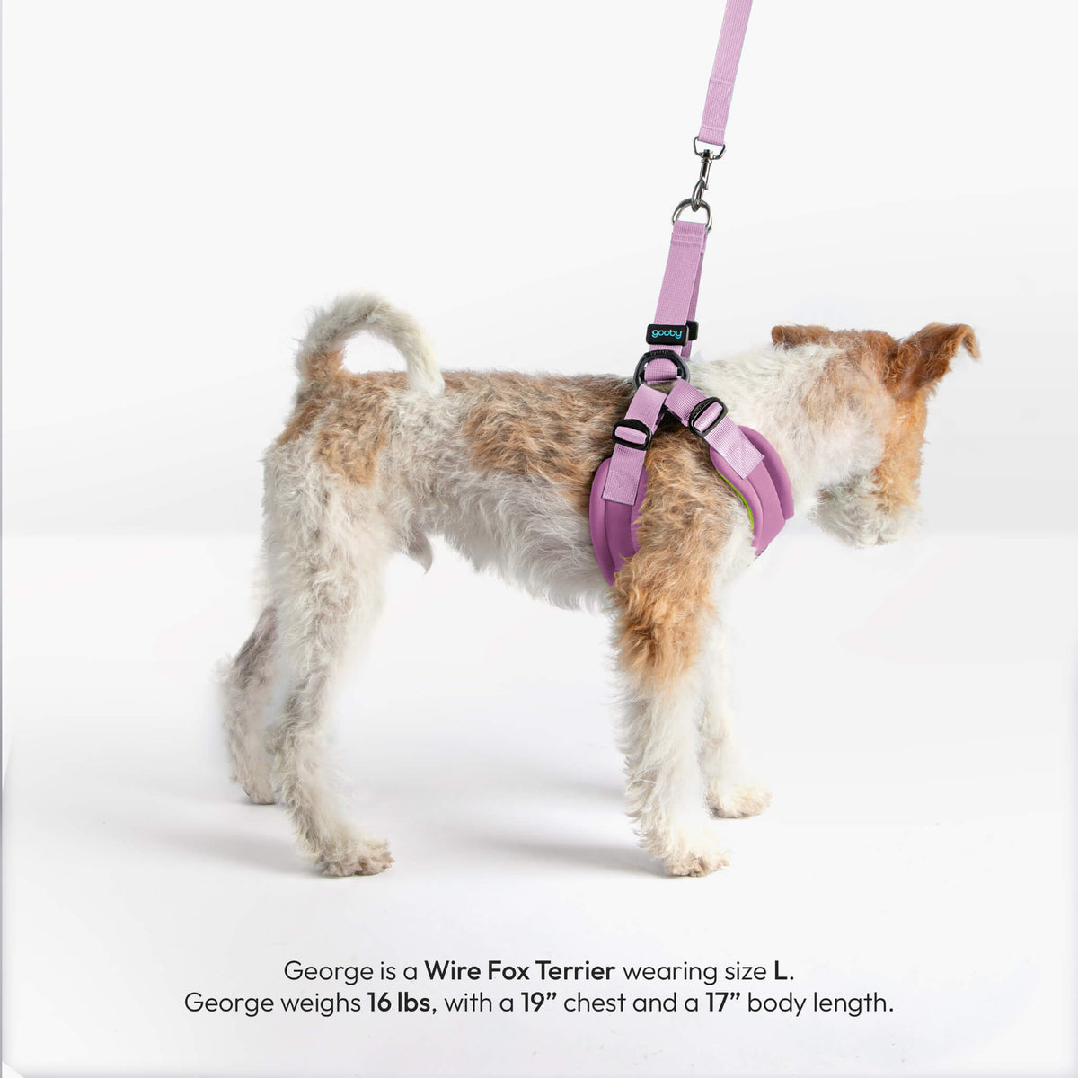 Lavender Escape Free Sport harness and matching leash on a Wire Fox Terrier.