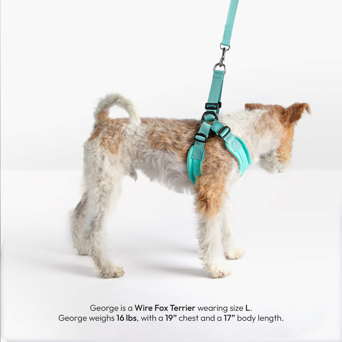 Side view of a dog wearing a mint Escape Free sport harness with matching leash.