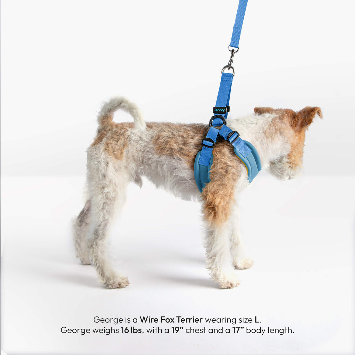 Small dog wearing a sky blue Escape Free Sport Harness with matching leash, shown from the side.