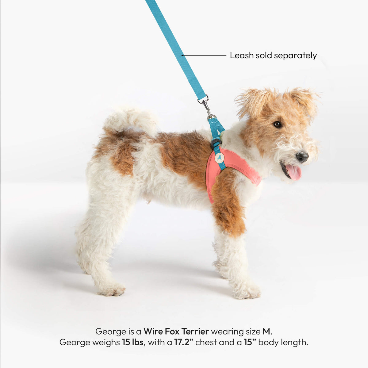 Wire Fox Terrier wearing a solid pink step-in harness; blue leash sold separately.