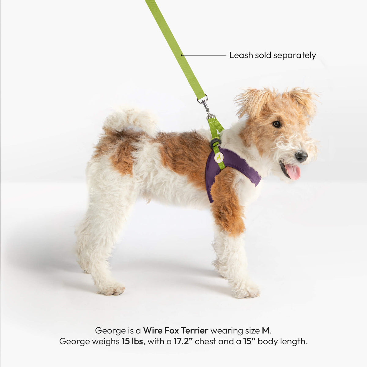 Dog wearing a solid purple step-in harness; leash sold separately.