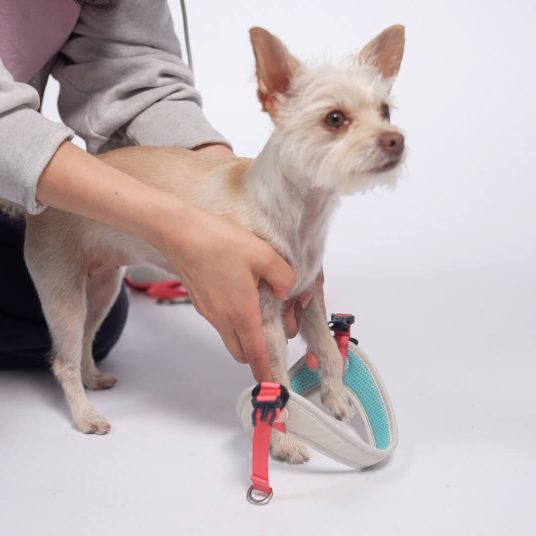 Person fitting a mint green and red harness on a small white dog