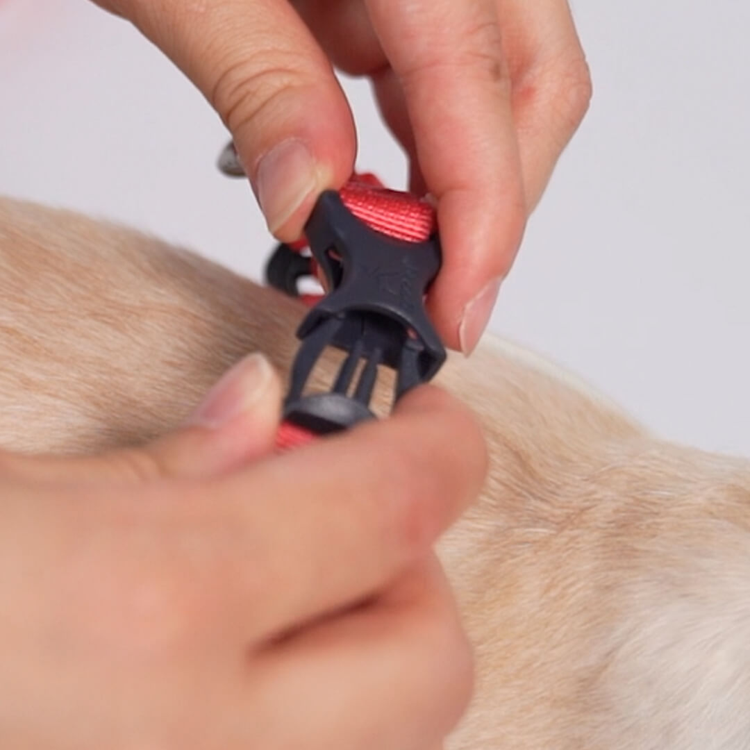 Close-up of hands fastening a black and red buckle on a dog's harness