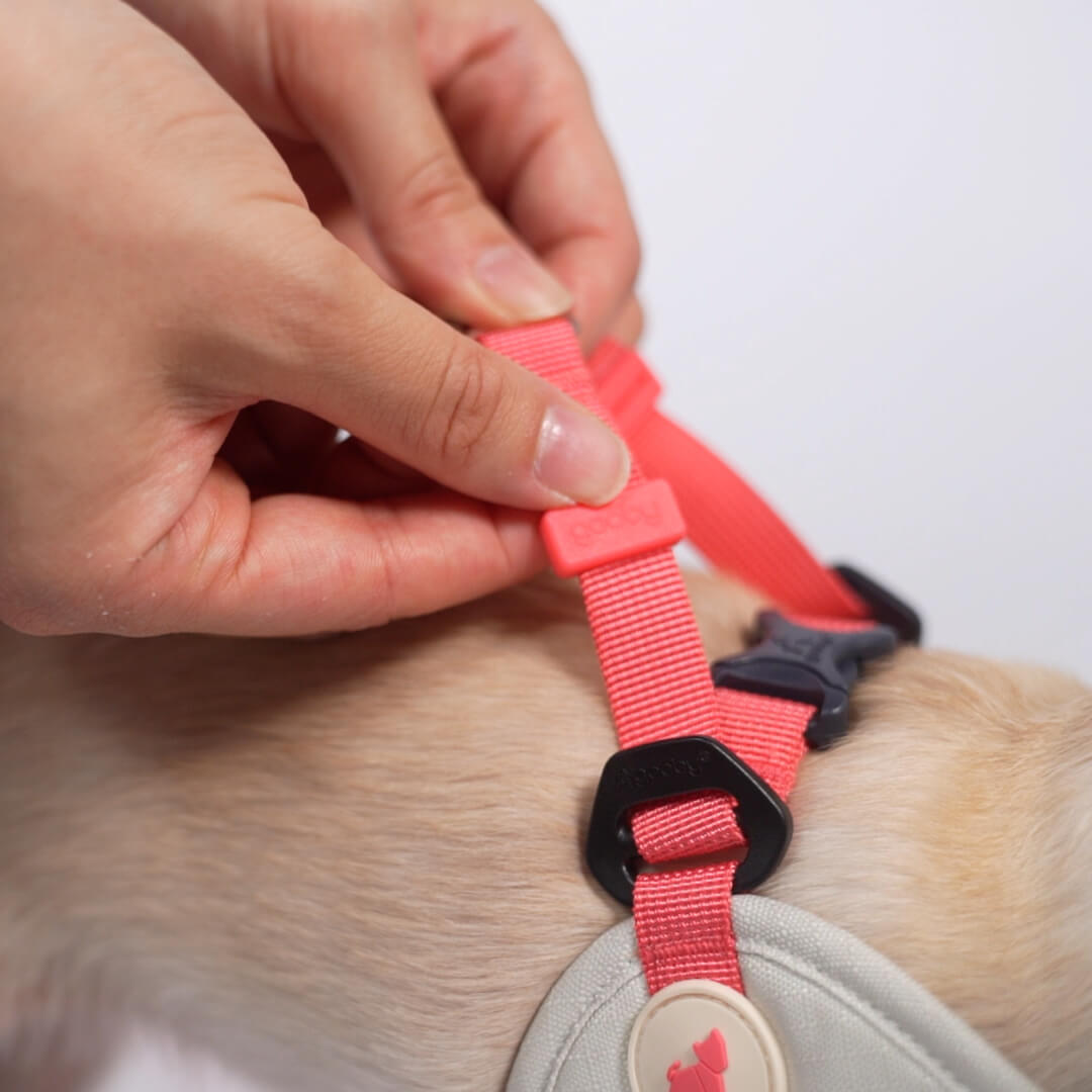 Close-up of a hand adjusting a bright coral harness on a small dog