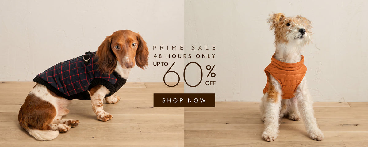 Prime Sale banner with two dogs, 48 hours only, up to 60% off, and Shop Now button