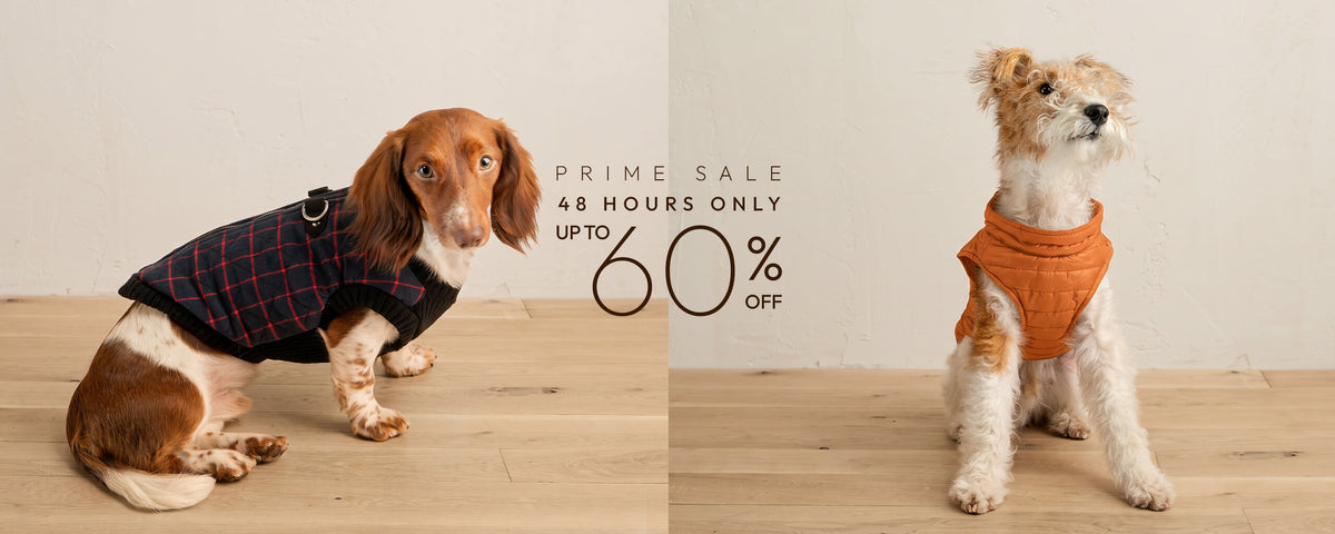 Prime Sale: two dogs in sweaters with 48 hours only and up to 60% off promotional text