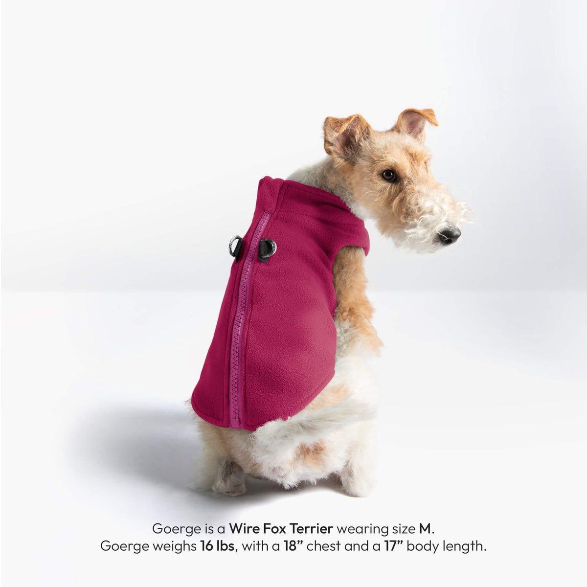 Wire Fox Terrier wearing a magenta zip-up fleece vest, shown in size M with printed measurements.