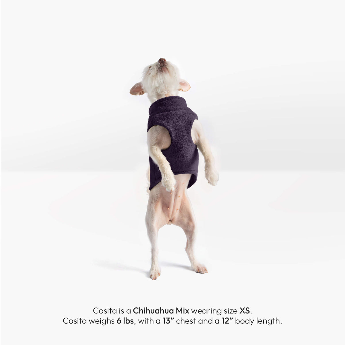 Back view of a small dog wearing a purple Zip Up Fleece Vest 2; sizing text identifies a Chihuahua mix in size XS.