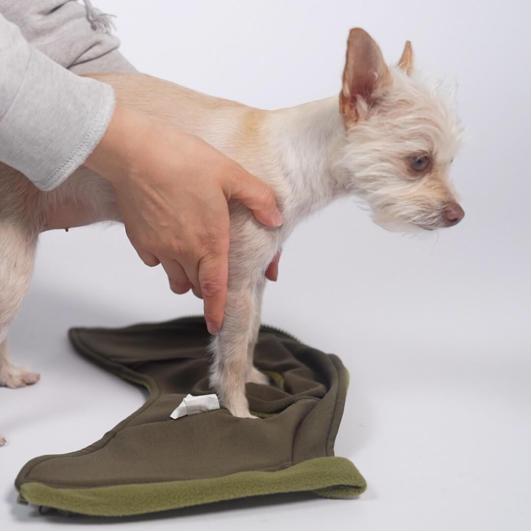 Person fitting a small dog with a fleece vest