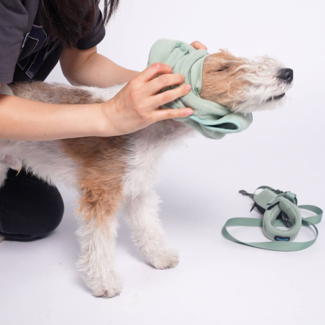 Person helps a scruffy dog into a mint green fleece vest beside a matching leash and harness