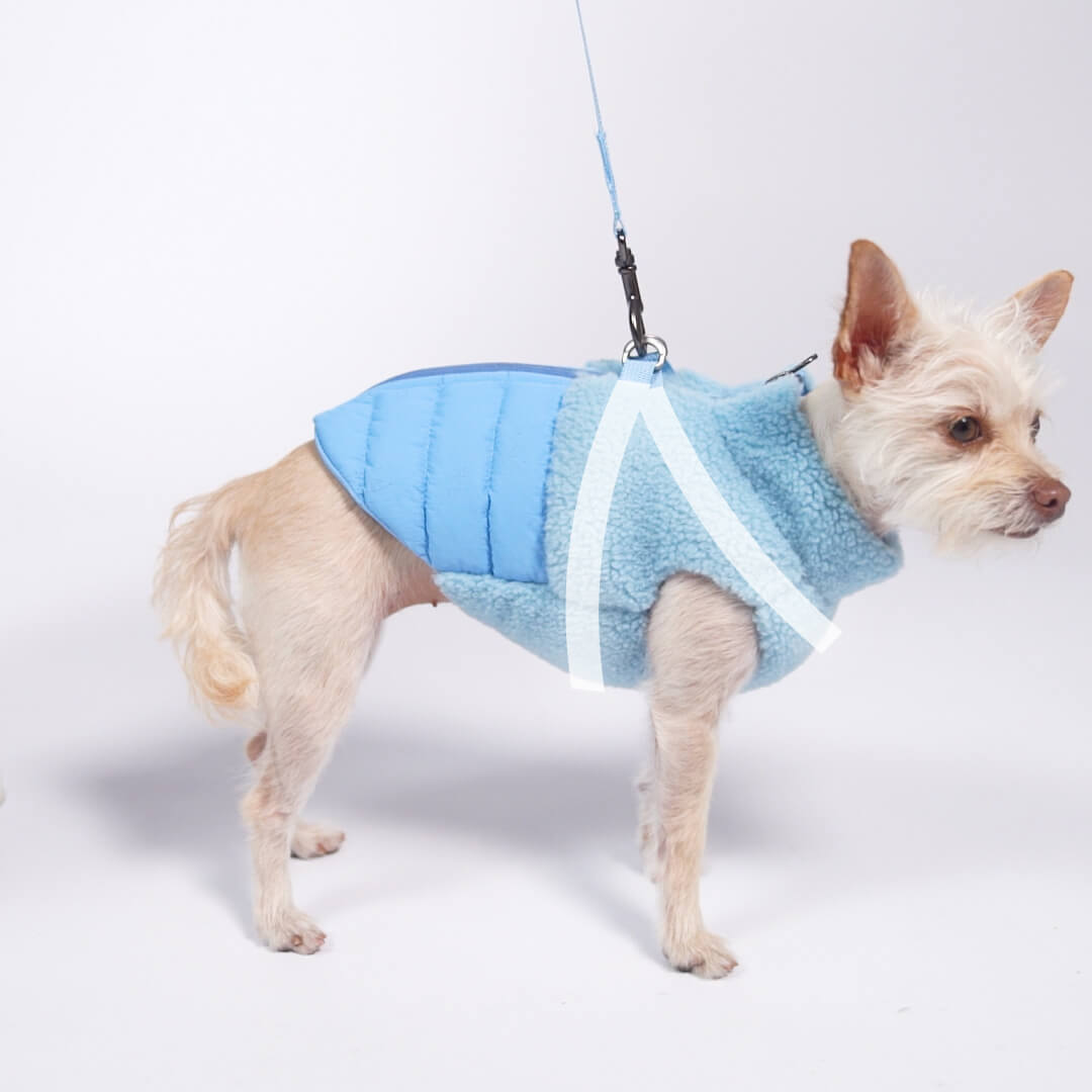 Small dog wearing a blue sherpa-lined puffer vest with a leash attachment