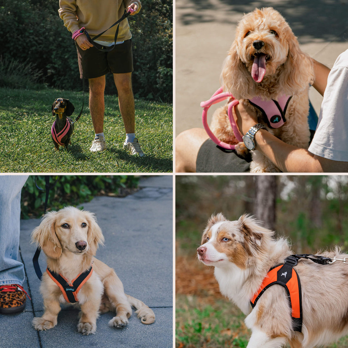 Best-selling Gooby dog harness collage