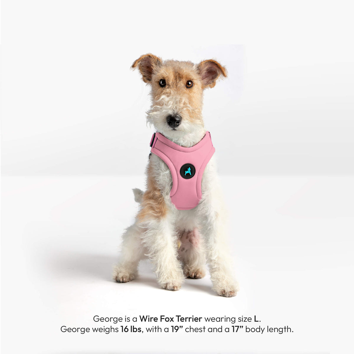 Wire Fox Terrier wearing a pink dog harness; text identifies size L and lists chest and body measurements.