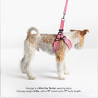 Side view of George, a Wire Fox Terrier, wearing a baby pink harness and matching leash; size L.