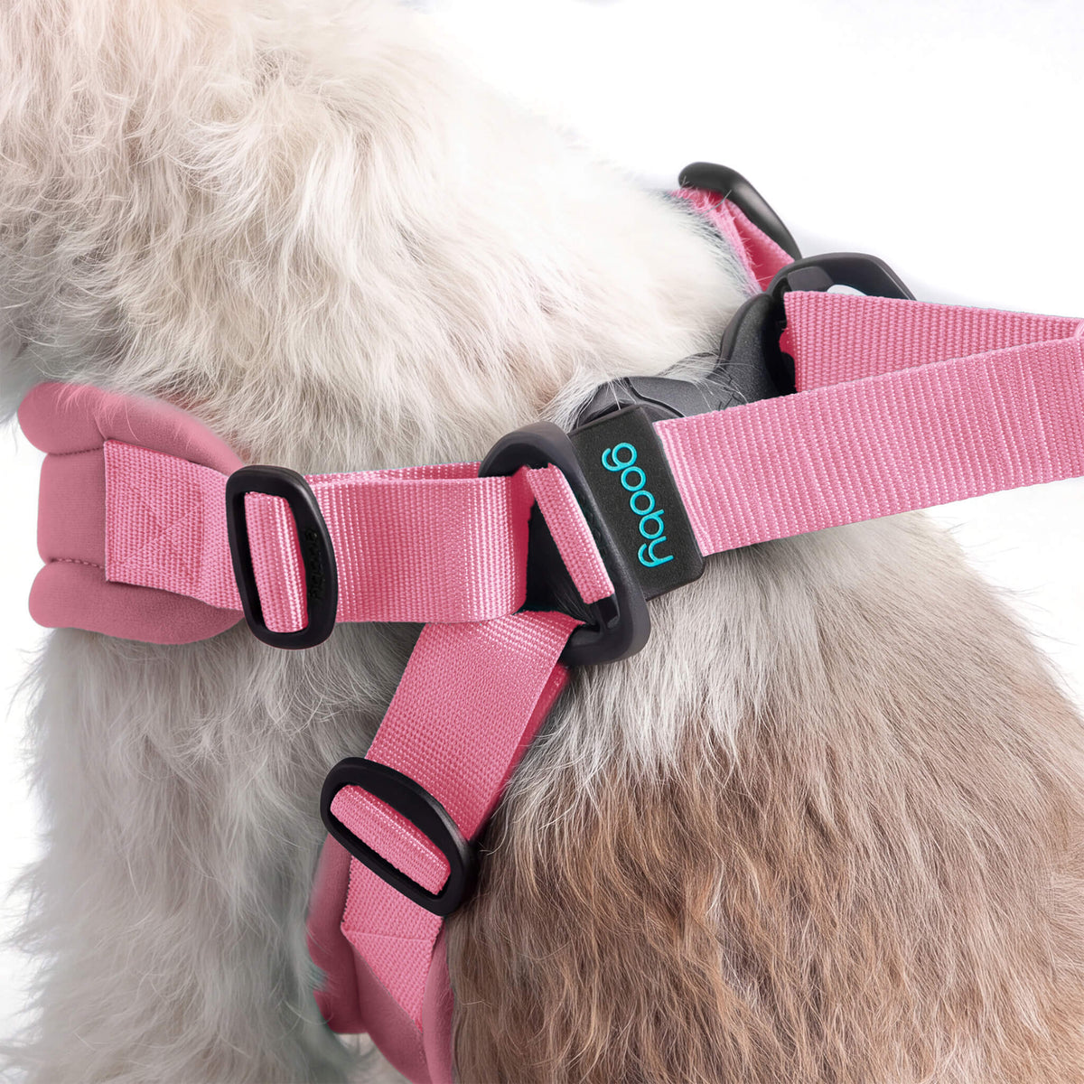 Close-up of a baby pink pastel harness on a fluffy dog