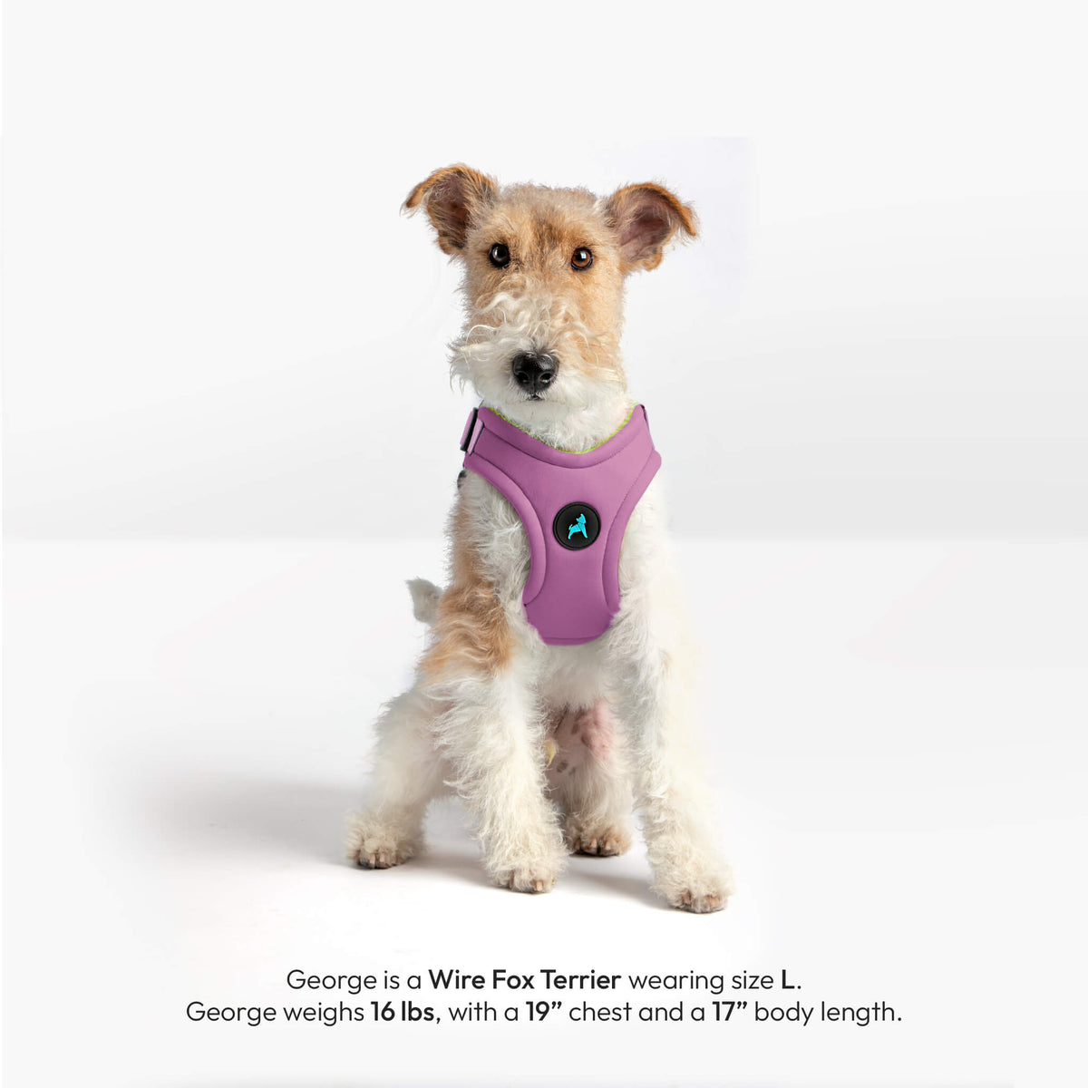 Lavender dog harness on a Wire Fox Terrier, with size and breed details printed below