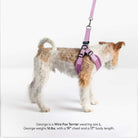 Side view of a dog wearing a lavender harness and matching leash