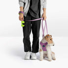 Dog wearing a lavender harness with matching leash beside a person holding the leash