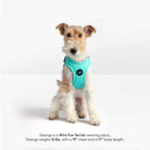 Wire Fox Terrier wearing a mint step-in harness, photographed from the front