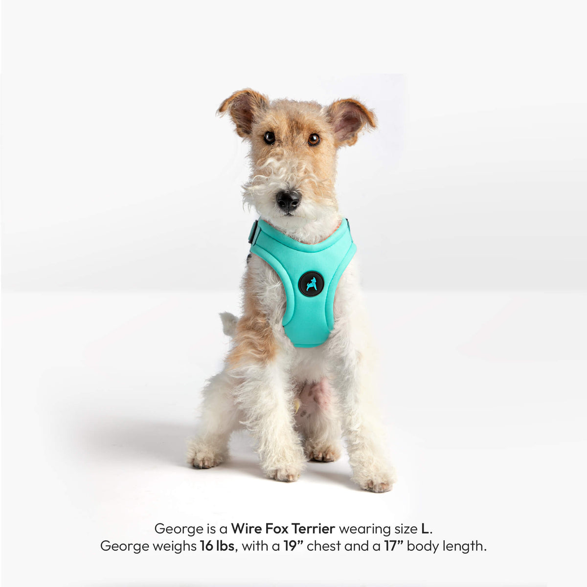 Wire Fox Terrier wearing a mint step-in harness, photographed from the front