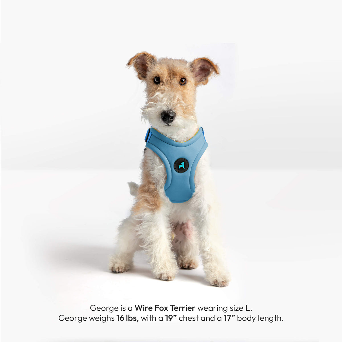 Wire Fox Terrier wearing a sky blue dog harness; text identifies the dog as George, age 16 lb, size L.