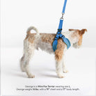 Small dog wearing a sky blue harness and matching leash, shown from the side