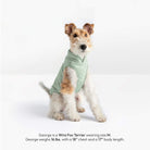 Wire Fox Terrier wearing a mint Everyday Fleece Vest, with size and measurements printed below.