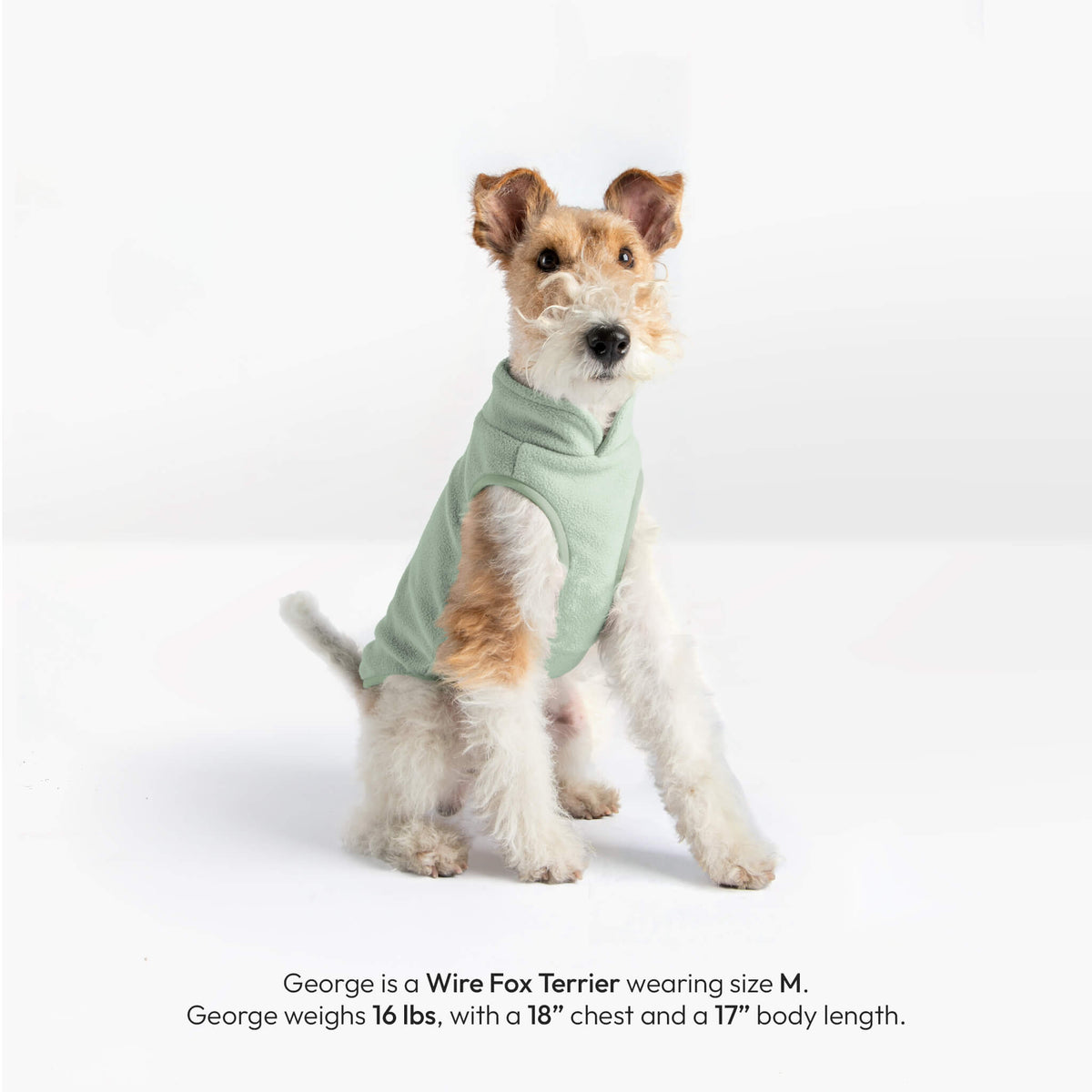 Wire Fox Terrier wearing a mint Everyday Fleece Vest, with size and measurements printed below.