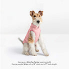 Pink Everyday Fleece matching set modeled on a seated Wire Fox Terrier; size M, 16 lb dog, 18-inch chest, 17-inch body.
